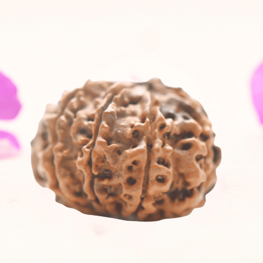 8 Mukhi Nepali Rudraksha - Regular