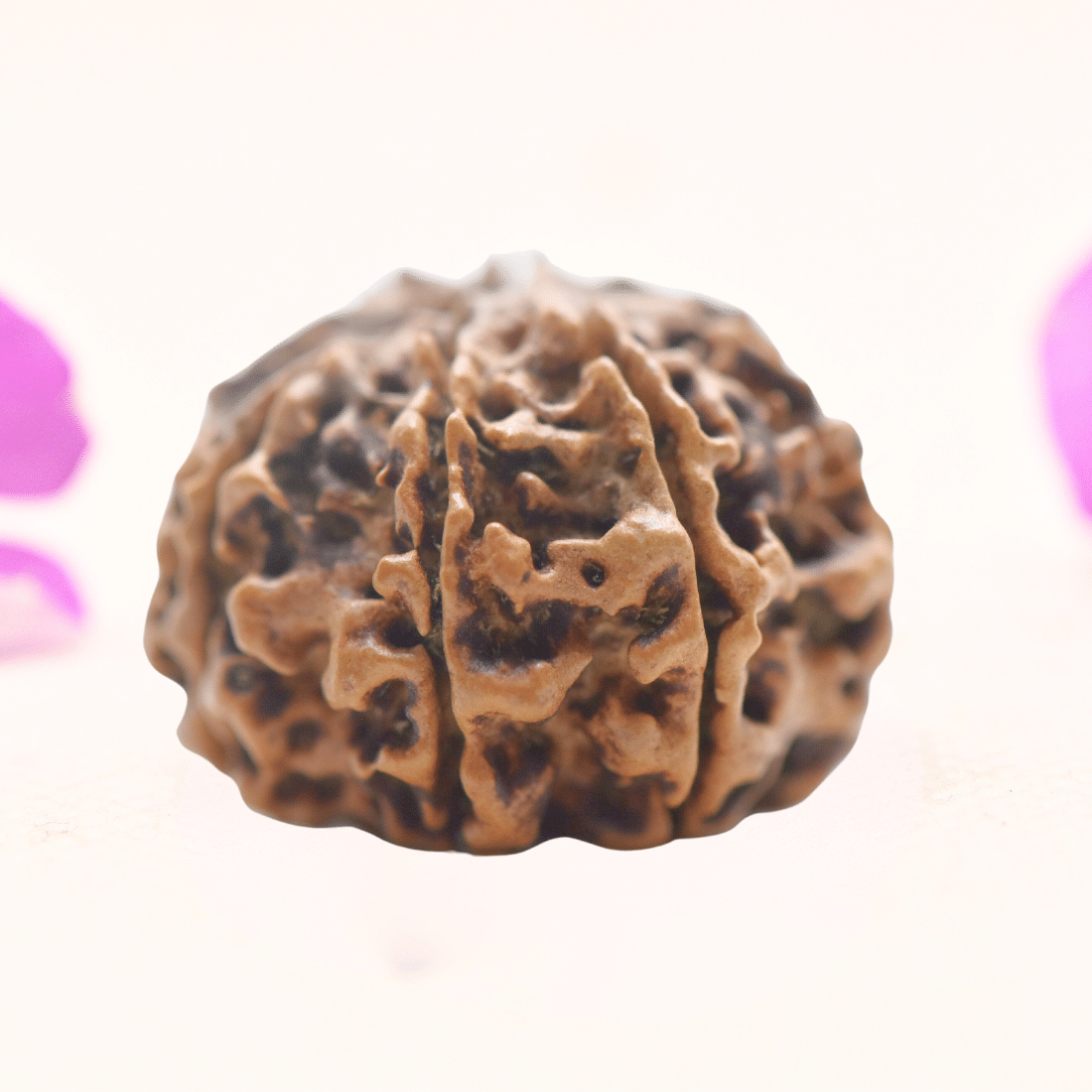 8 Mukhi Nepali Rudraksha - Regular