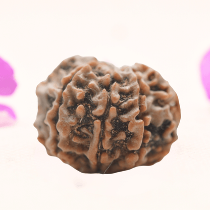 8 Mukhi Nepali Rudraksha - Regular
