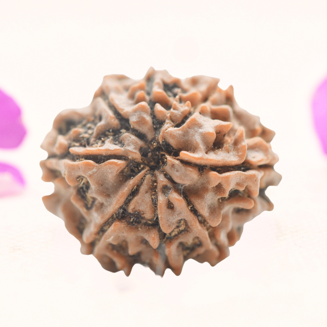 8 Mukhi Nepali Rudraksha - Regular
