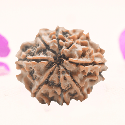8 Mukhi Nepali Rudraksha - Regular