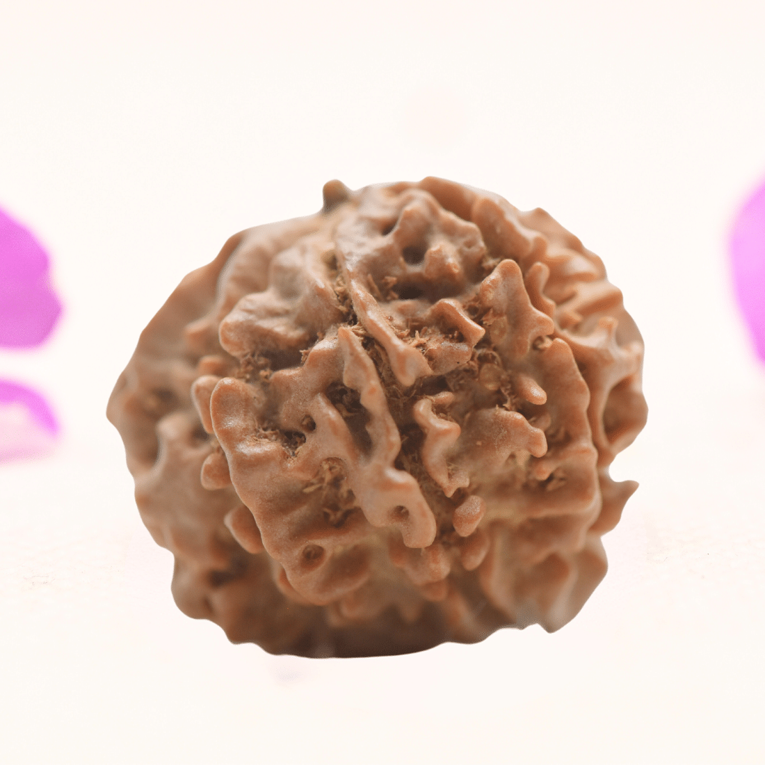 8 Mukhi Nepali Rudraksha - Regular