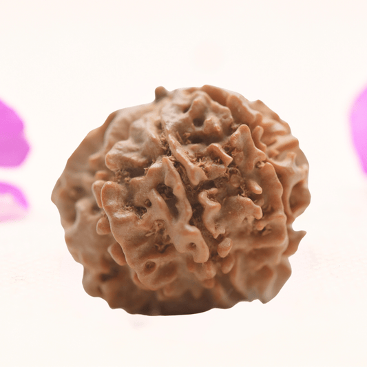 8 Mukhi Nepali Rudraksha - Regular