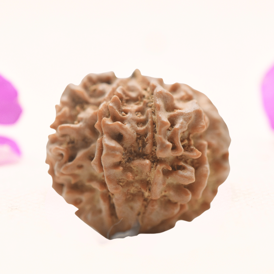 8 Mukhi Nepali Rudraksha - Regular