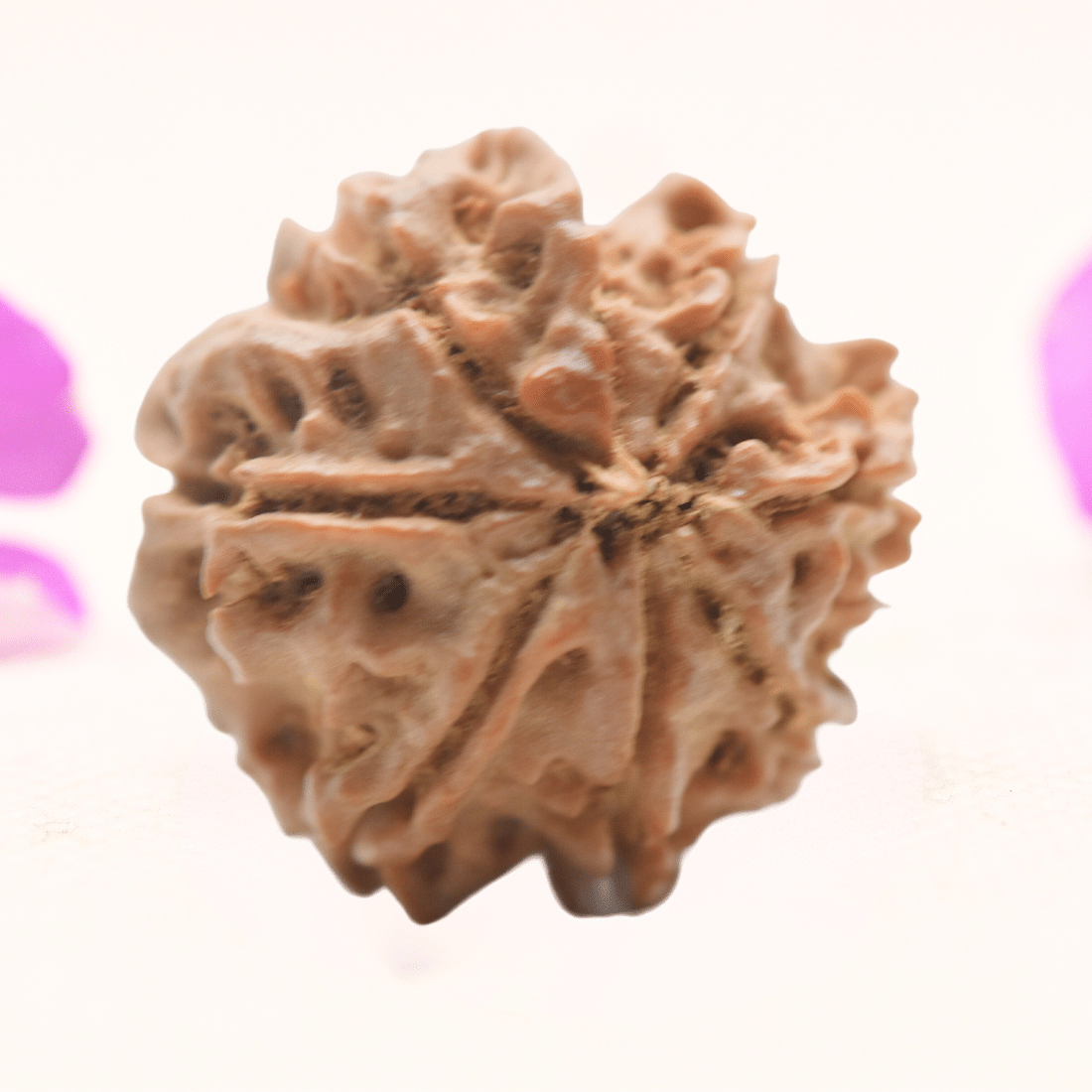 8 Mukhi Nepali Rudraksha - Regular