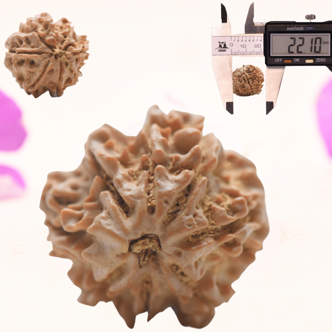 8 Mukhi Nepali Rudraksha - Regular