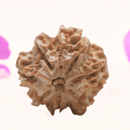 8 Mukhi Nepali Rudraksha - Regular