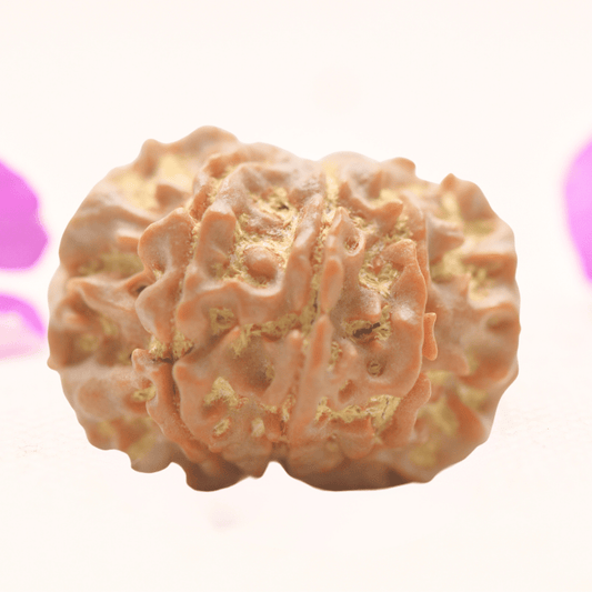 8 Mukhi Nepali Rudraksha - Regular