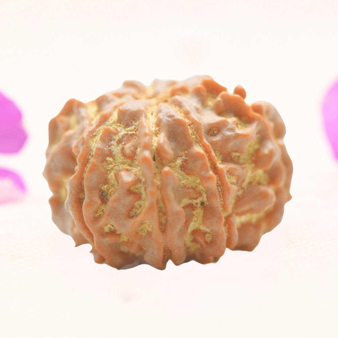 8 Mukhi Nepali Rudraksha - Regular