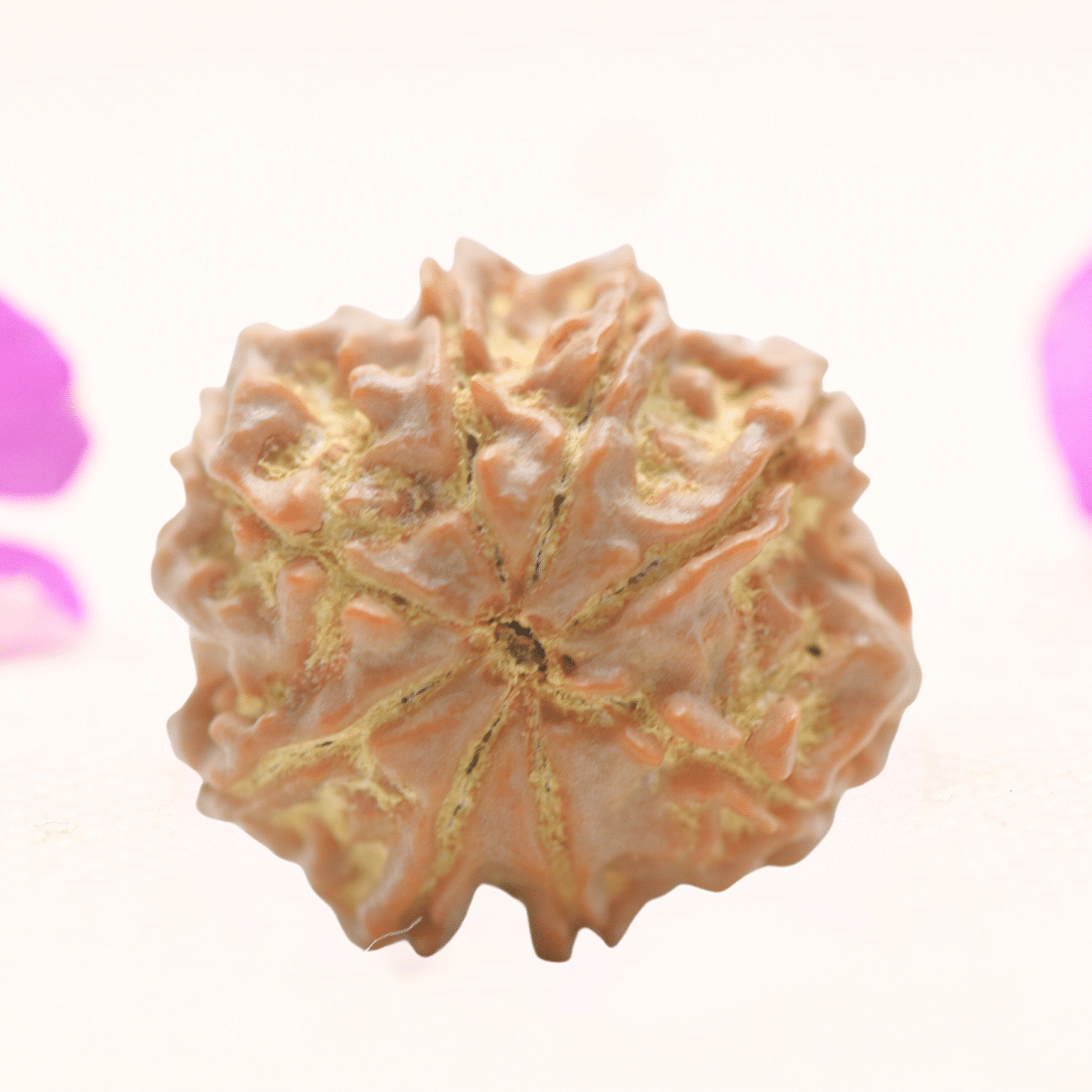 8 Mukhi Nepali Rudraksha - Regular