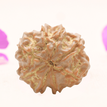8 Mukhi Nepali Rudraksha - Regular