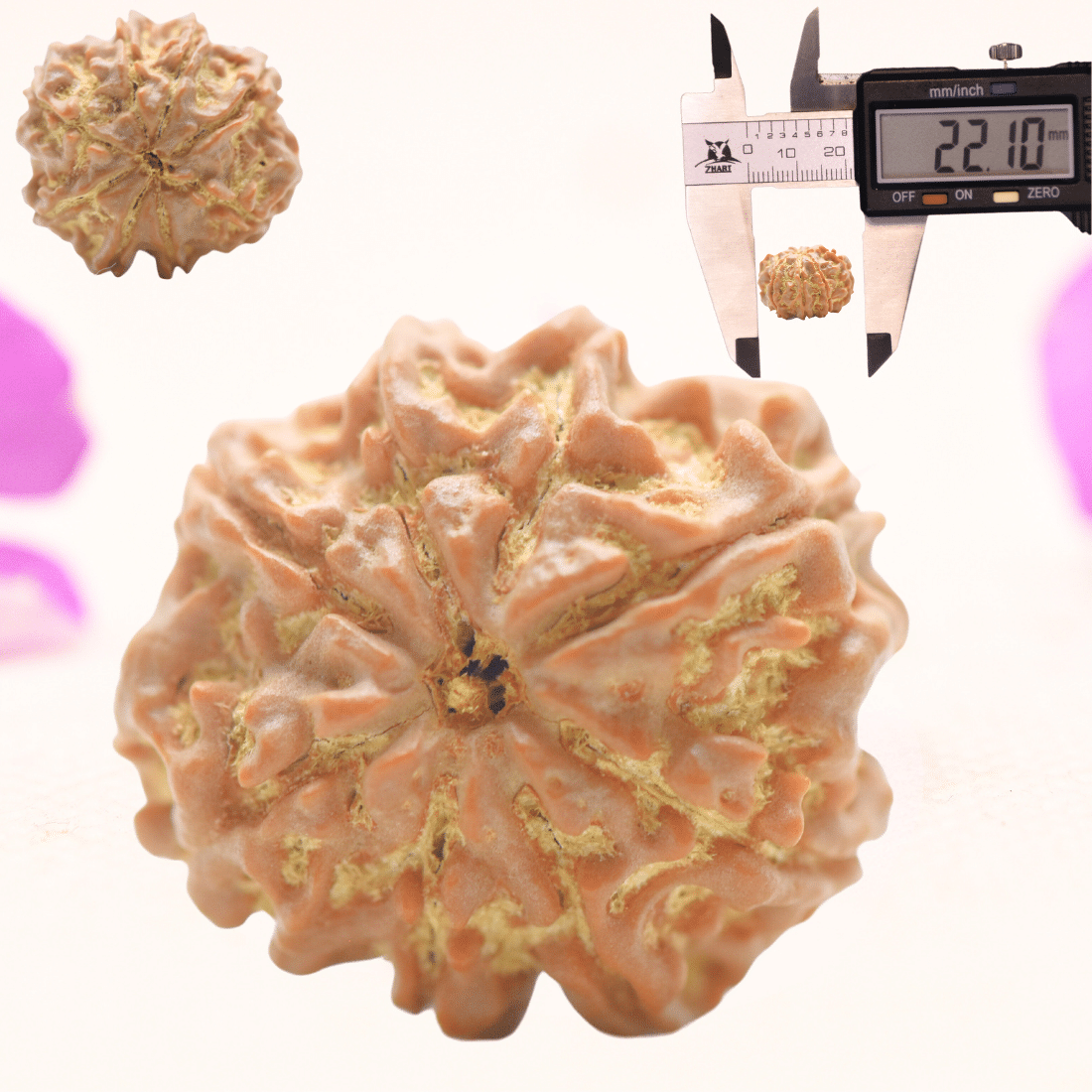 8 Mukhi Nepali Rudraksha - Regular