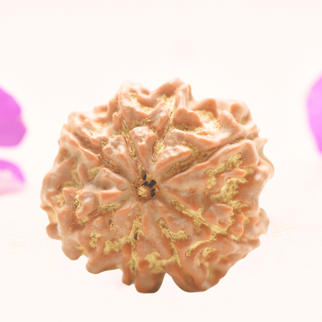 8 Mukhi Nepali Rudraksha - Regular
