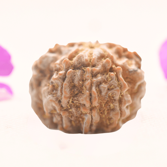 8 Mukhi Nepali Rudraksha - Regular