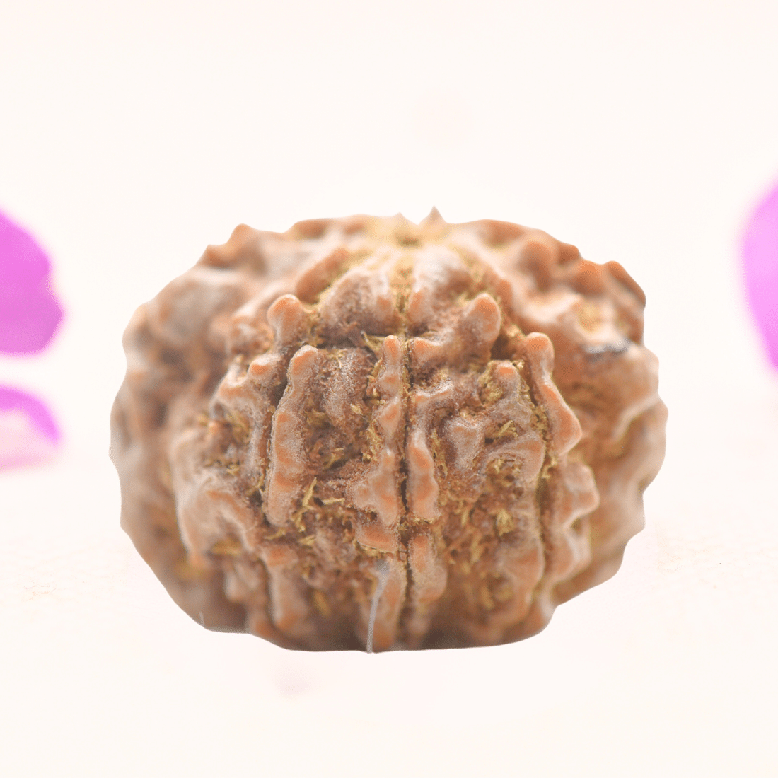 8 Mukhi Nepali Rudraksha - Regular