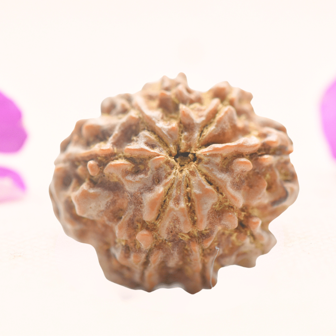8 Mukhi Nepali Rudraksha - Regular