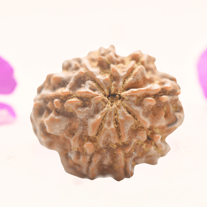 8 Mukhi Nepali Rudraksha - Regular
