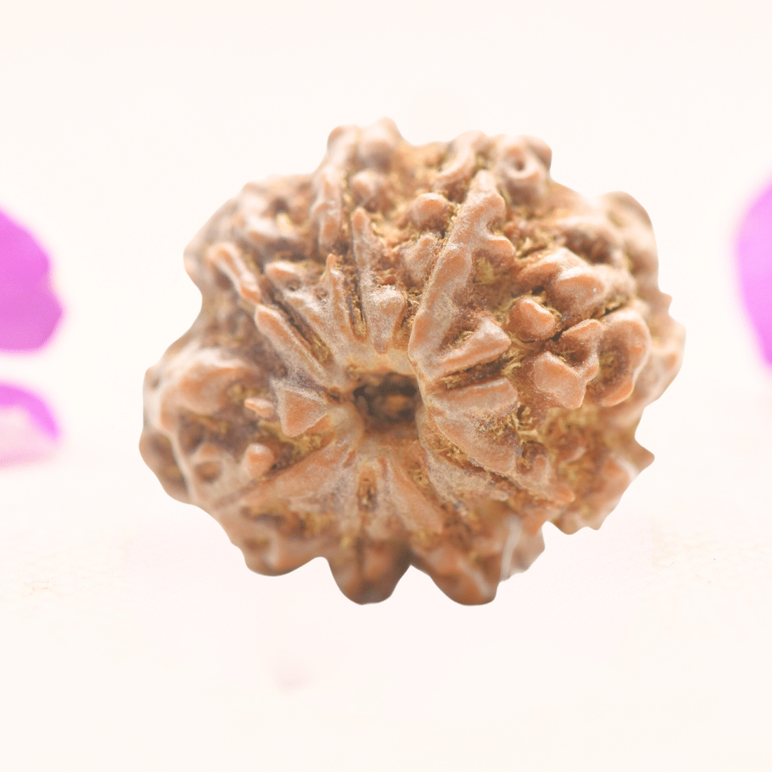 8 Mukhi Nepali Rudraksha - Regular