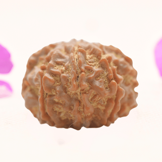 8 Mukhi Nepali Rudraksha - Regular