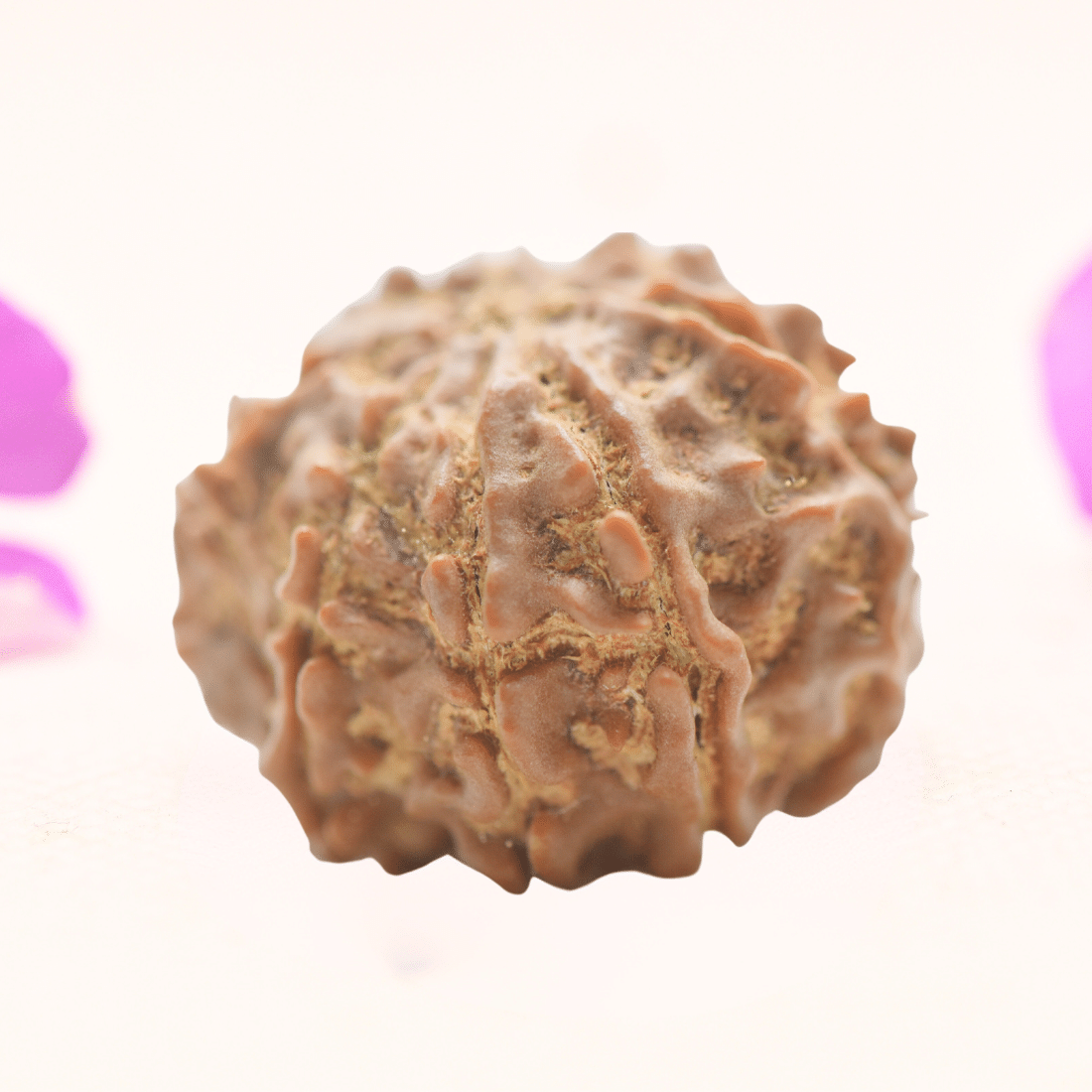 8 Mukhi Nepali Rudraksha - Regular