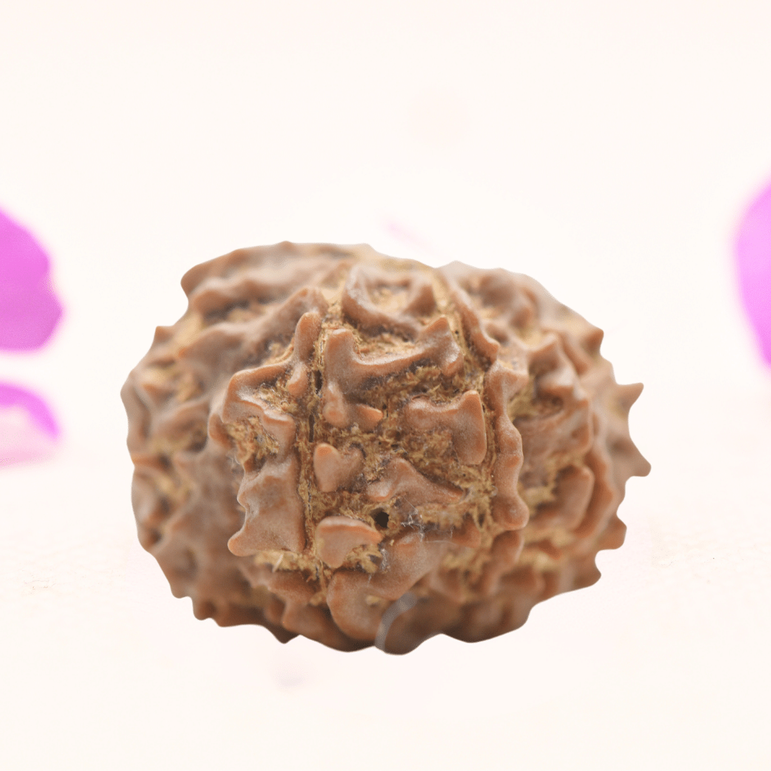 8 Mukhi Nepali Rudraksha - Regular