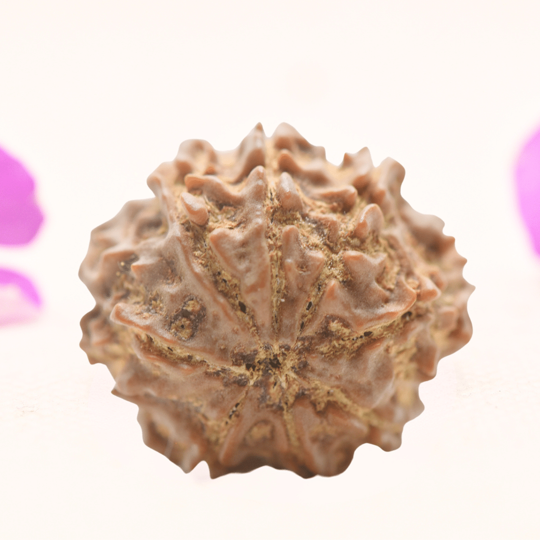 8 Mukhi Nepali Rudraksha - Regular
