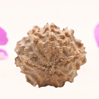 8 Mukhi Nepali Rudraksha - Regular