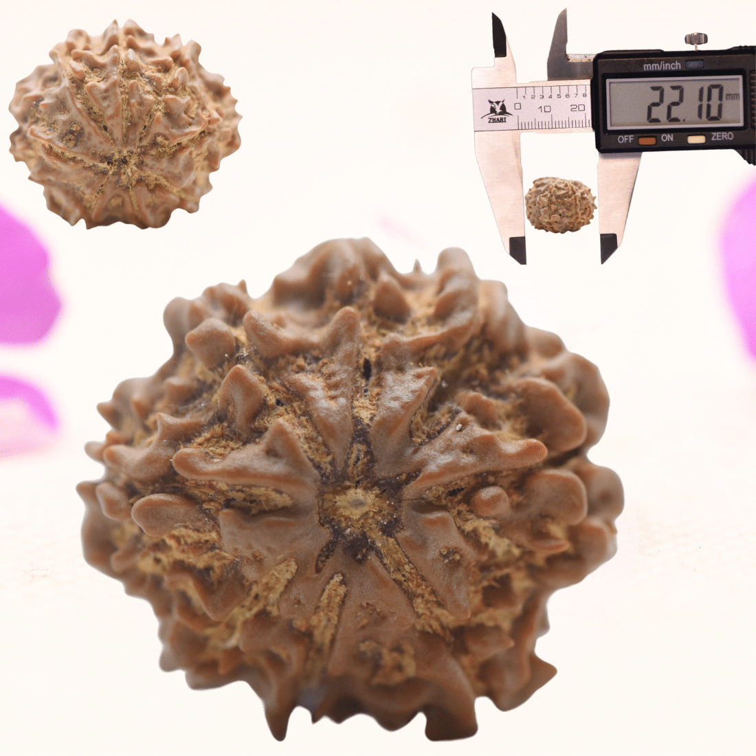 8 Mukhi Nepali Rudraksha - Regular