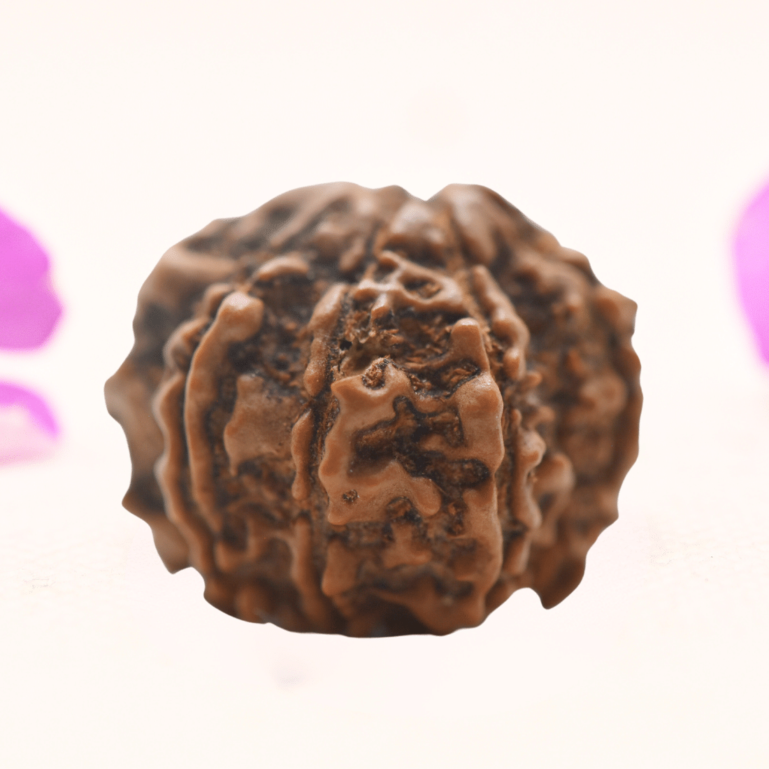 8 Mukhi Nepali Rudraksha - Regular