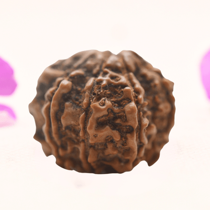 8 Mukhi Nepali Rudraksha - Regular