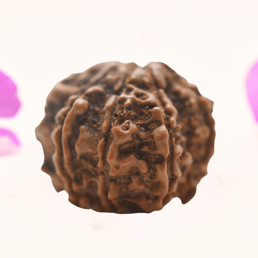 8 Mukhi Nepali Rudraksha - Regular