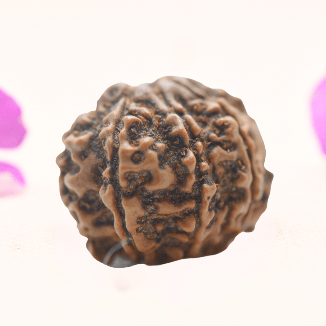 8 Mukhi Nepali Rudraksha - Regular