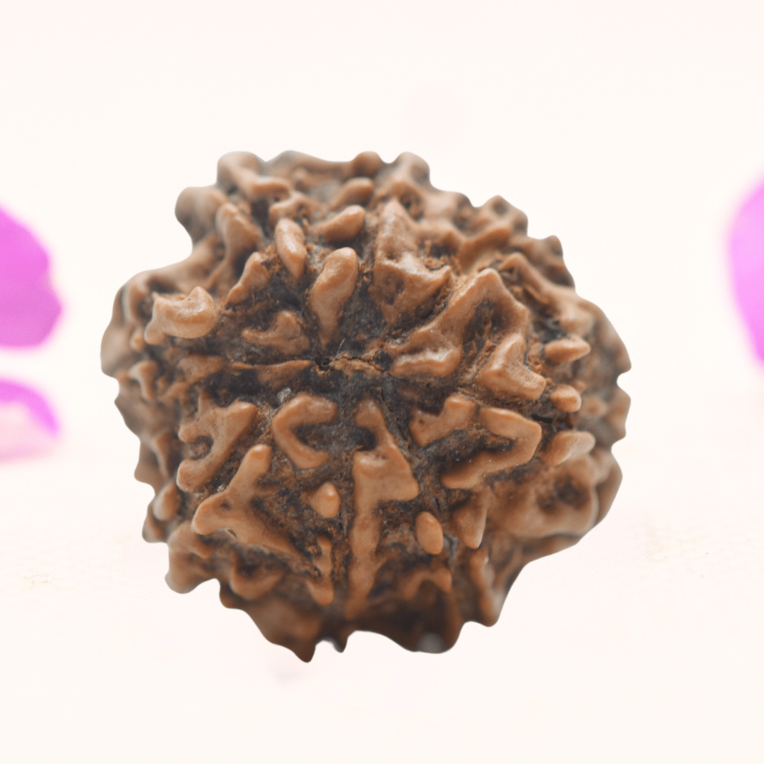 8 Mukhi Nepali Rudraksha - Regular