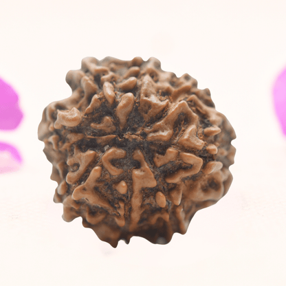 8 Mukhi Nepali Rudraksha - Regular