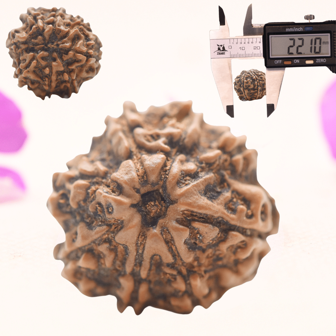 8 Mukhi Nepali Rudraksha - Regular