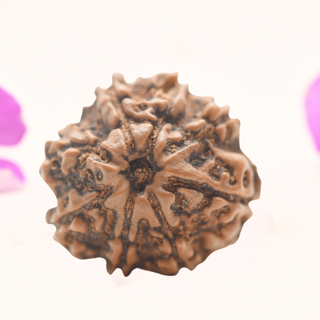8 Mukhi Nepali Rudraksha - Regular