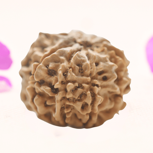 8 Mukhi Nepali Rudraksha - Regular