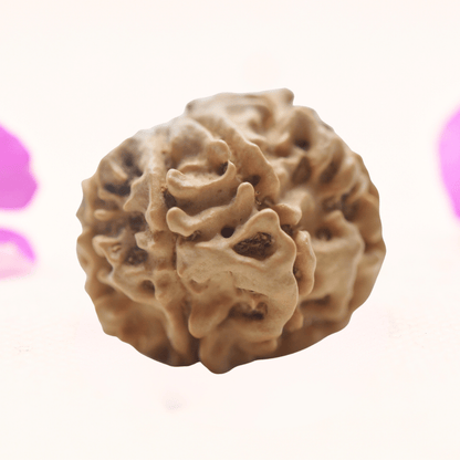 8 Mukhi Nepali Rudraksha - Regular