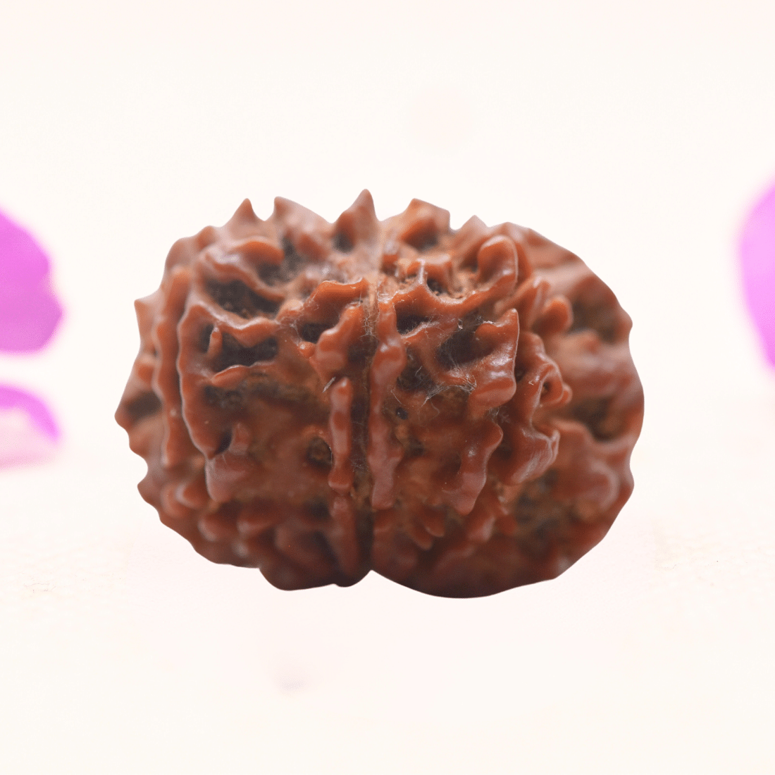 8 Mukhi Nepali Rudraksha - Regular