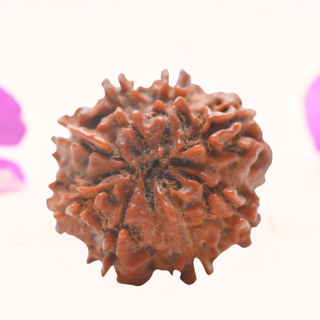 8 Mukhi Nepali Rudraksha - Regular