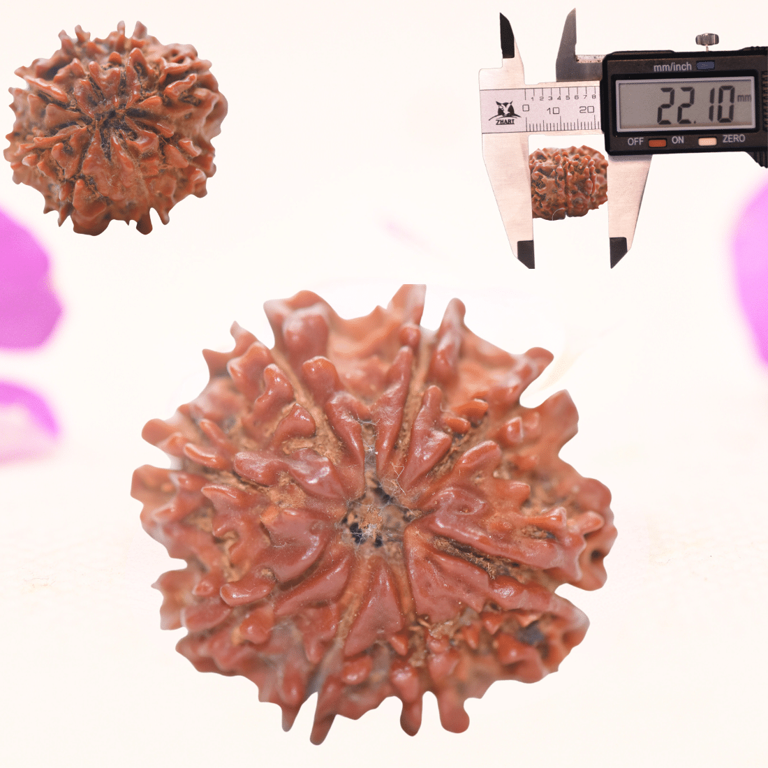 8 Mukhi Nepali Rudraksha - Regular
