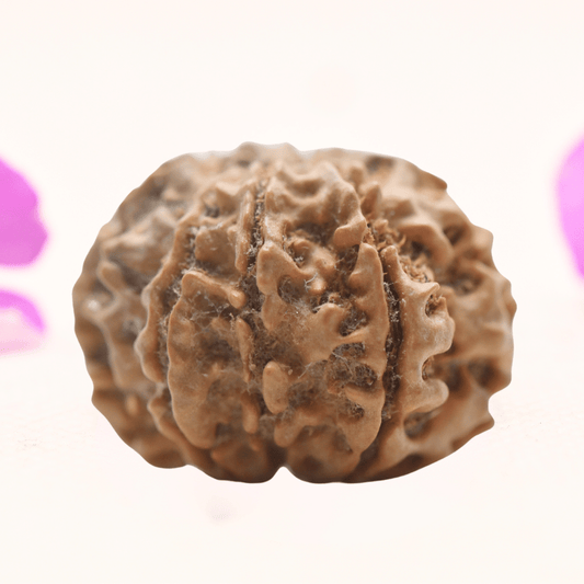 8 Mukhi Nepali Rudraksha - Regular