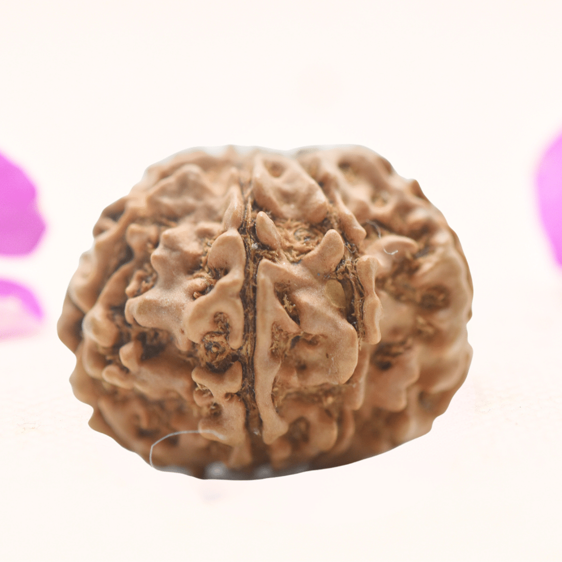 8 Mukhi Nepali Rudraksha - Regular