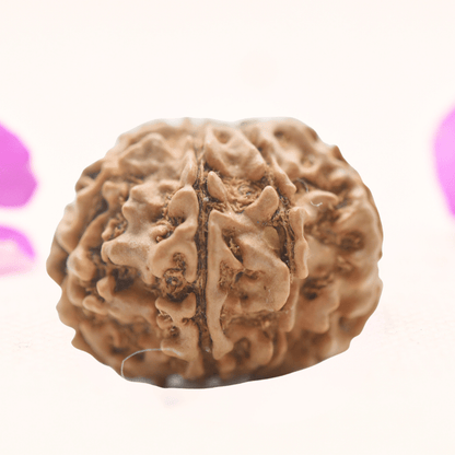 8 Mukhi Nepali Rudraksha - Regular