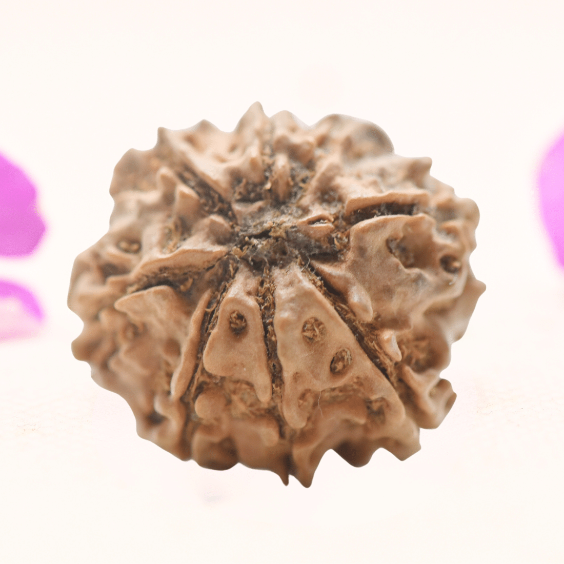 8 Mukhi Nepali Rudraksha - Regular