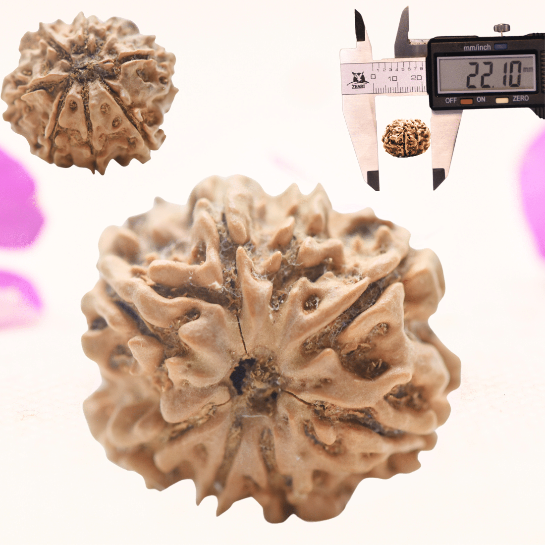 8 Mukhi Nepali Rudraksha - Regular
