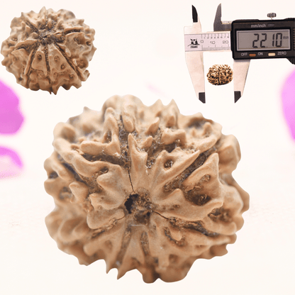 8 Mukhi Nepali Rudraksha - Regular