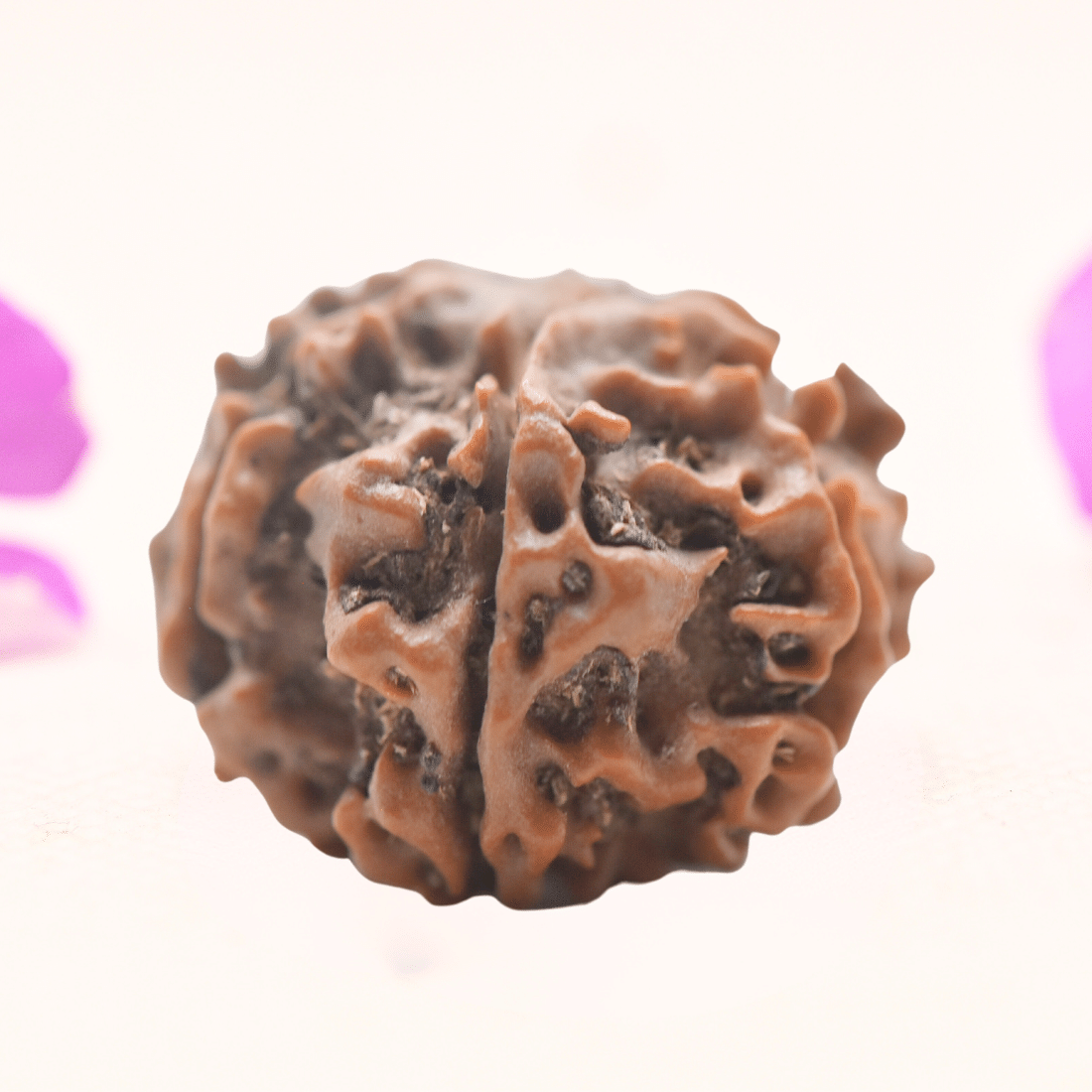 8 Mukhi Nepali Rudraksha - Regular