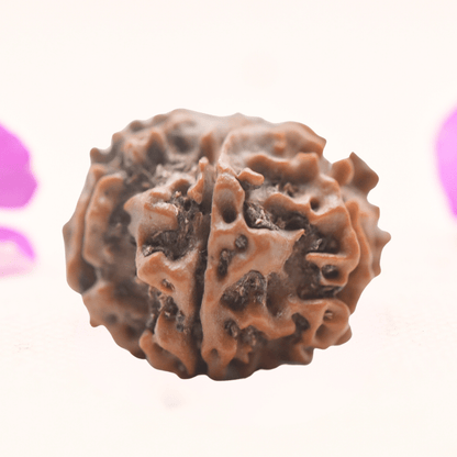 8 Mukhi Nepali Rudraksha - Regular