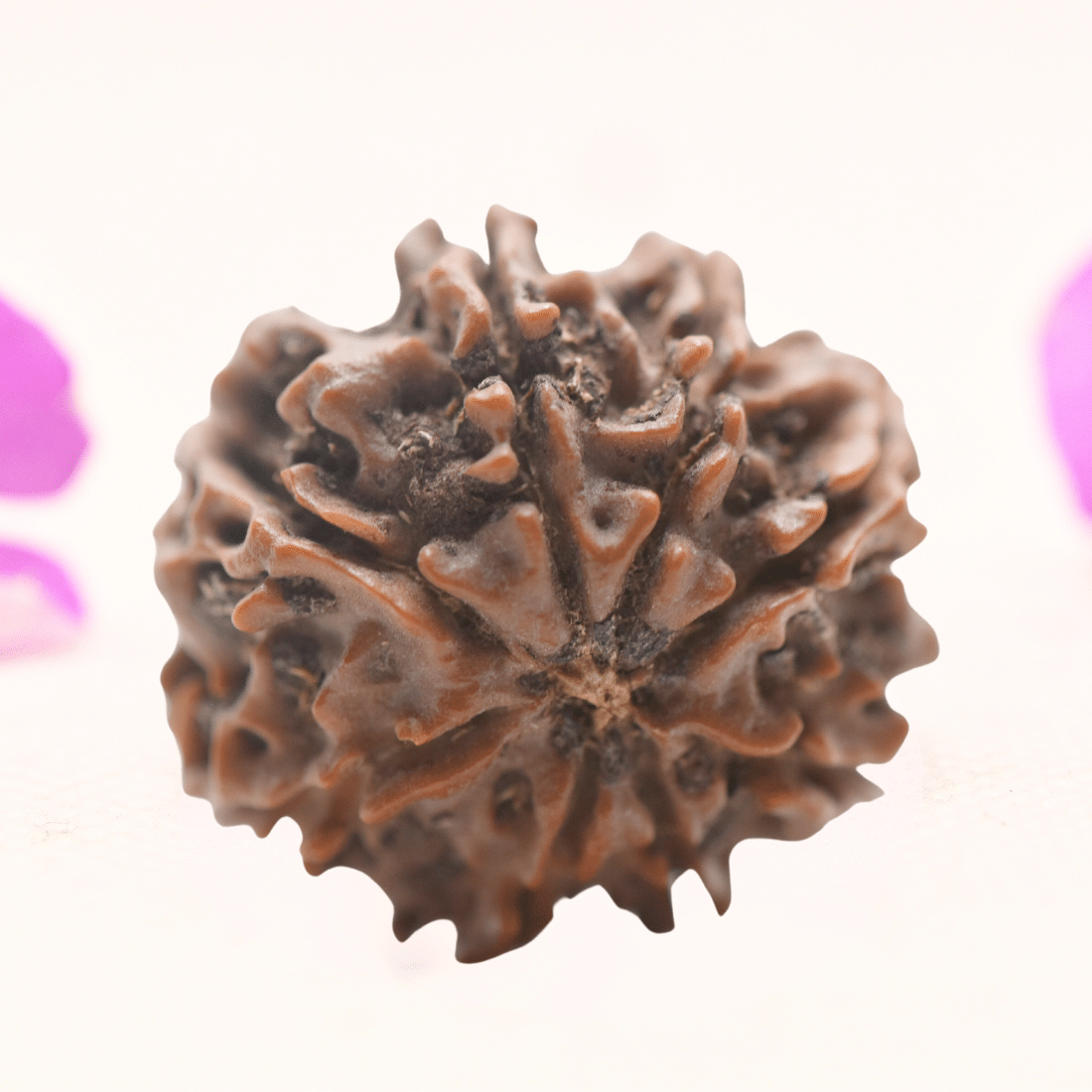 8 Mukhi Nepali Rudraksha - Regular